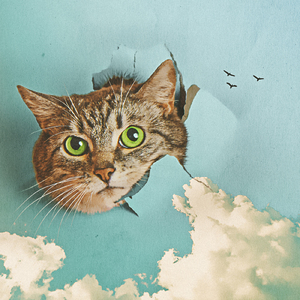 免费特级黄毛片
